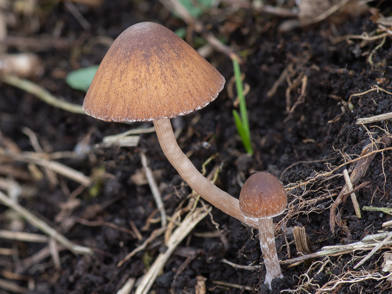 Psathyrella panaeoloides